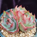 카시오적금무지  0723-722 다육식물