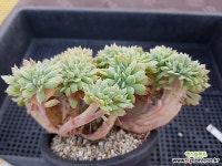 블렛블루아나철화289 다육철화