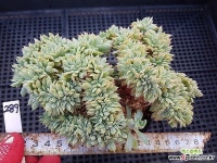 블렛블루아나철화289 다육철화