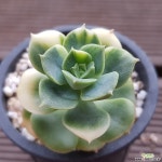 니크셔나금 다육금