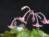 바위달매(석부작) 야생화