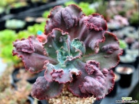 돌기가 아주 인상적인  돌기프릴 다육식물