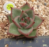 로즈팜 다육식물