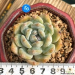 성영 다육식물