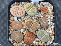 리톱스모듬(분채배송) 261 리톱스/메셈