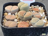 리톱스모듬(분채배송) 261 리톱스/메셈