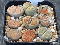 리톱스모듬(분채배송) 261 리톱스/메셈