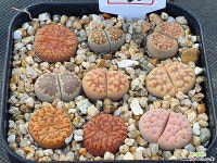 리톱스모듬(분채배송) 263 리톱스/메셈