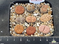 리톱스모듬(분채배송) 263 리톱스/메셈