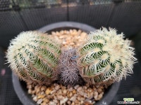 백자하 726-8 다육식물