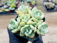 애그린원 10- 다육식물