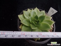 길바176 다육식물