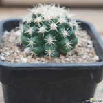 단자금호 0728-24 선인장