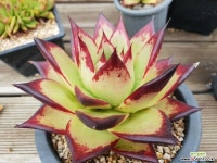 슈퍼클론 다육식물