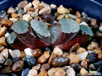 백아 97-7 하월시아