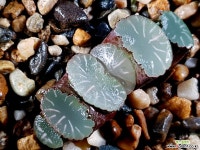 백아 97-7 하월시아