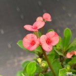 분홍꽃기린  초본류