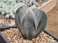 사각온즈카난봉옥 107-3003 선인장