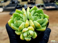 달맞이 68- 다육식물