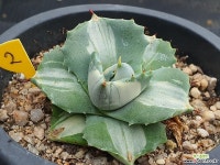 왕비뇌신금 2 다육식물