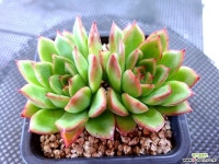 레드라인696 다육식물