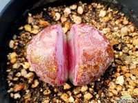 자제옥 13-451 다육식물