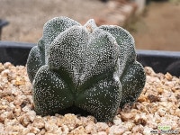 온즈카난봉옥 107-3277 선인장