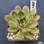 원종오라클대명항농원 다육식물