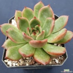 원종오라클대명항농원 다육식물