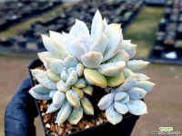 해피데이 15-297 다육식물