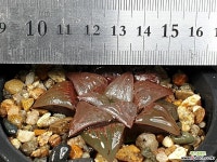 아트로푸스카 5-37 하월시아