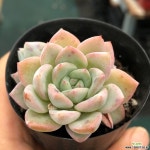 띠아모 다육식물
