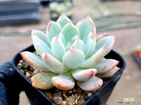 블렛블루아나 16-289 다육식물