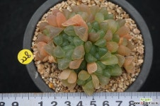 228 자옥로 하월시아