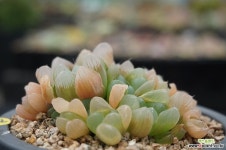 228 자옥로 하월시아