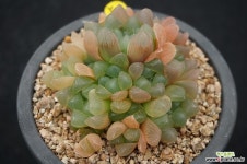 228 자옥로 하월시아