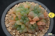 228 자옥로 하월시아