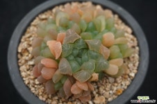 228 자옥로 하월시아