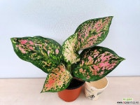 엔젤(소품) 공기정화식물