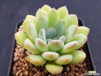 미국프리린제0752 다육식물