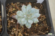 (8月)파랑새26 다육식물