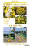 정원 인테리어 포인트 묘목 국수나무 엔젤골드 묘목