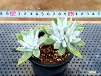 젠카이 19-262 다육식물