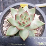 가이아ㅁ 다육식물