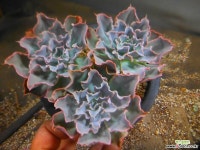 원종모닝라이트군생 809-2091 다육식물