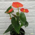 ♥안시리움13 ♥실내공기정화식물 공기정화식물