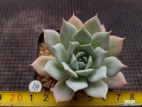 피아세븐 다육식물