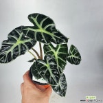 하트거북알로카시아 알로카시아 희귀종 사진상품발송 H-027 공기정화식물