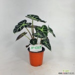 하트거북알로카시아 알로카시아 희귀종 사진상품발송 H-027 공기정화식물