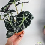 하트거북알로카시아 알로카시아 희귀종 사진상품발송 H-027 공기정화식물